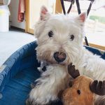 Speedy_westie🐶 - @speedy_westie - Instagram