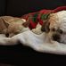 Spencer Ballard - Facebook