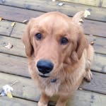 Spencer/Beaner - @aa_broncos_4 - Instagram