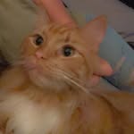Bode the Cat - @bode.spencer - Instagram