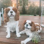 Kirsty Myers - @bostonandspencer - Instagram
