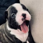 @spencer.boston_ - Instagram