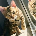 Spencer & Bruce - @bengalspencer_bengalbruce - Instagram