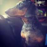 Spencer-Bruce 😋 - @spencerbrucethedachshund - Instagram