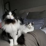 meow - @spencer_chewie_ - Instagram