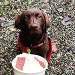 Spencer - @spencer_choclab - Instagram