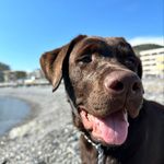 Spencer Chocolate Labrador - @spencer_chocolabrador - Instagram