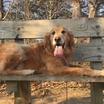 Spencer Compton - @penterpuppy - Instagram