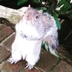 Spencer Squirrel - @spencer_and_crew - Instagram
