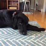 Spencer Dean - @piratethedog45 - Instagram