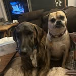 Spencer Duffy - @spencertheplothound - Instagram