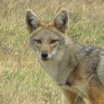 Spencer Dyer - @flyingjackal1 - Instagram