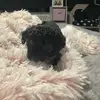 Puppies - @spencerfloodpuppys123 - TikTok