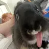 SpencerFloofs - @bearface83 - TikTok