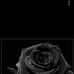 Herbert Spencer - Facebook
