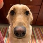 Benny Spencer Kahn - @padoue78 - Instagram