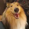 Spencer der Karriere-Collie - @karriere.collie_spencer - TikTok