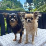 Spencer & Kohl  🐾 - @spencerandkohl - Instagram