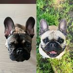SPENCER Lerner - @thefrenchieoscar.spencer - Instagram