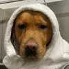 Jason Lowe - @spencer.lowe - TikTok