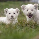 Spencer Malone - @thelion_1 - Instagram