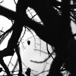 Spencer Mason - @baumgesichter_treefaces - Instagram