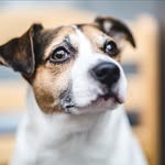 Spencer the jack russell - @spencerthejr - Instagram