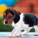 Spencer Terry - @puppiesgivemehope - Instagram
