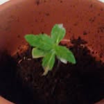 spencer  weed - @spencertheweedplant - Instagram