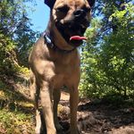 Spike Davis - @spike_thepugterrier - Instagram