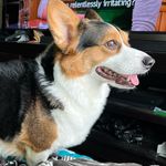 Corgi_Sprio_Papas - @spiro_papas_manson - Instagram