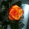 Spiros Papas - @spiros.papas1 - TikTok