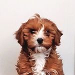 August Spurgeon Brown - @auggiethecavapoo - Instagram