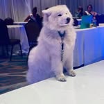 Spyro-kemble - @kemble_45 - Instagram