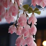 sravani alluri - @alluri1729 - Instagram