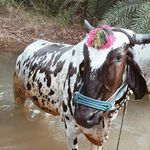 Srikanth Srikanth - @srikanth_yadhv_king_ - Instagram