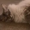 staceyali21 - @staceyali21 - TikTok