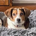 Stacey Whitaker Basham - @acbird - Instagram