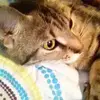 Stacey “Stayce” Belanger - @stacey.stayce.bel - TikTok