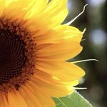 Stacey  Brawley Mohn - @staceycolorstreet - Instagram
