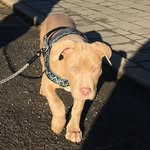 Stacey brookes - @r_and_r_kennels - Instagram