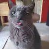 staceymccleary - @staceymccleary - TikTok