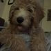 Stacey Ballard Coe - Facebook