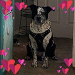 Stacy Crowder - @stacymayocrowder - Instagram