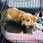 Stacey DiStefano - @jettandtuna - Instagram
