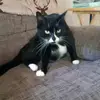 Stacey Doan - @zelda_the_cat2 - TikTok