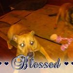 Stacey Dossett - @staceydossett - Instagram