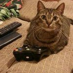 Stacy Doss - @fluffytabbycat - Instagram