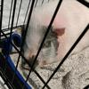 Charlotte the pig - @staceydowns315 - TikTok