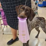 Stacey Eberhart - @woodbineshowdogs - Instagram